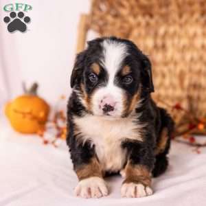 Ranger, Bernese Mountain Dog Puppy